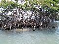 25 - Mangrove 056